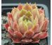 Sempervivum PETPUSKA
