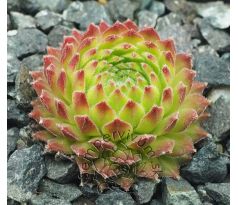 Sempervivum POLARNACHT