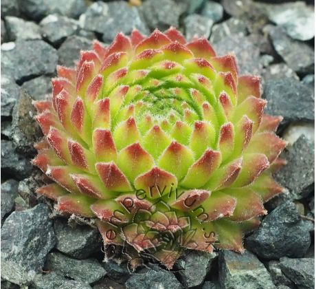 Sempervivum POLARNACHT