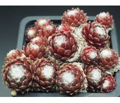 Sempervivum SNOW BABY