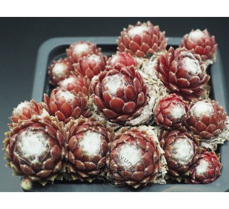 Sempervivum SNOW BABY