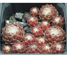 Sempervivum PUNTA NIVA