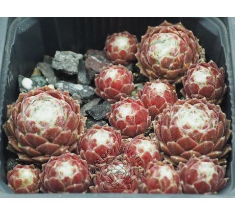 Sempervivum PUNTA NIVA