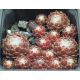 Sempervivum PUNTA NIVA