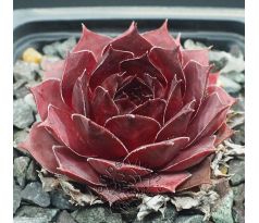 Sempervivum PANCHITA