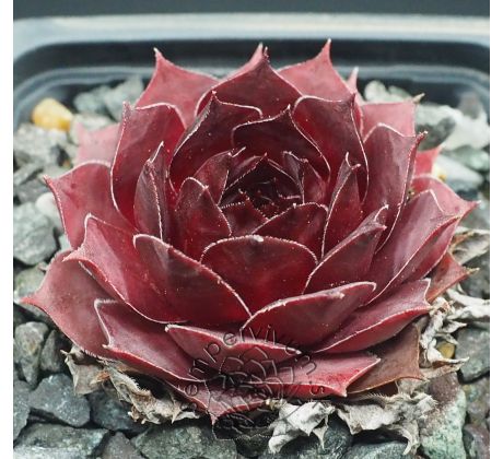 Sempervivum PANCHITA