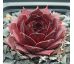 Sempervivum PANCHITA