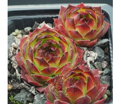 Sempervivum PARROY