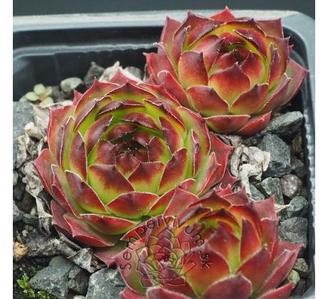 Sempervivum PARROY