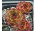 Sempervivum PARROY