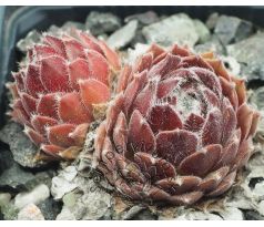 Sempervivum POKE EAT