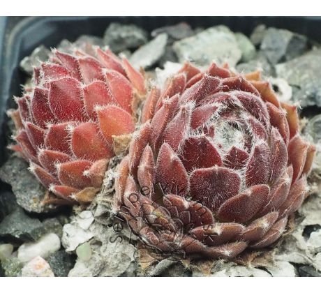 Sempervivum POKE EAT