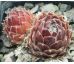 Sempervivum POKE EAT