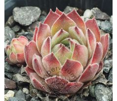 Sempervivum PLÜSCHBÄR