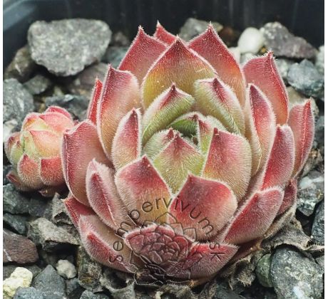 Sempervivum PLÜSCHBÄR