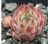 Sempervivum PLÜSCHBÄR