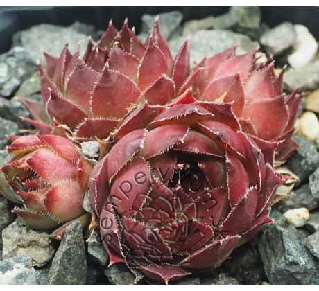 Sempervivum POMPEJA