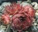 Sempervivum POMPEJA
