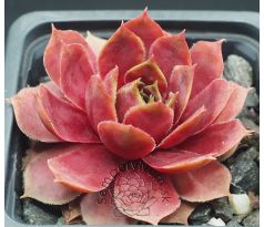 Sempervivum CARINUS