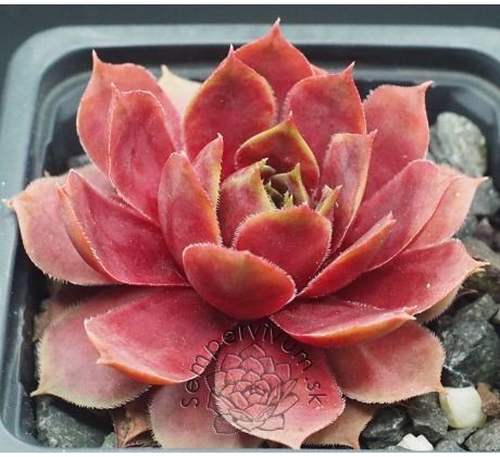 Sempervivum CARINUS