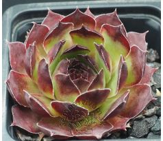 Sempervivum PESCADO