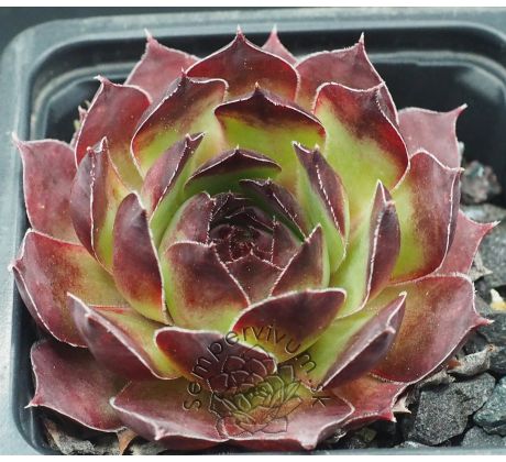 Sempervivum PESCADO