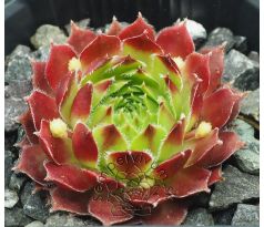 Sempervivum PATRAS