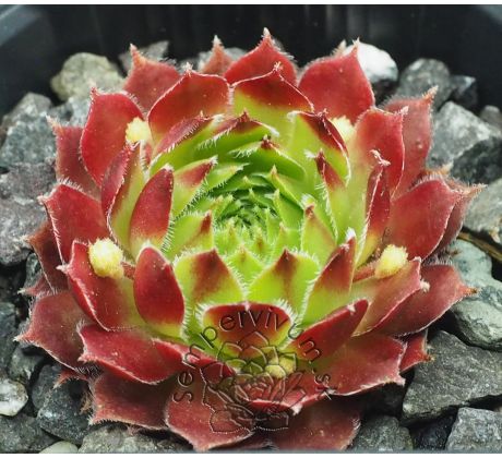 Sempervivum PATRAS