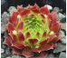Sempervivum PATRAS