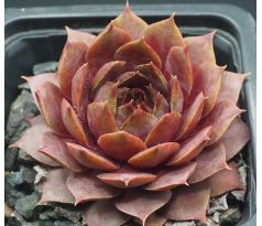 Sempervivum PFEFFERKUCHEN