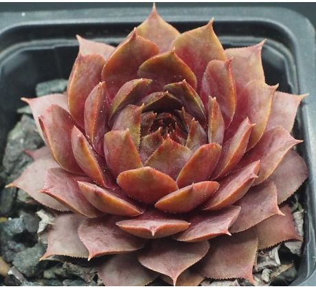Sempervivum PFEFFERKUCHEN