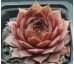 Sempervivum PFEFFERKUCHEN
