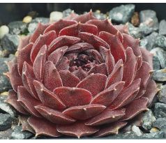 Sempervivum PUDŘENKA