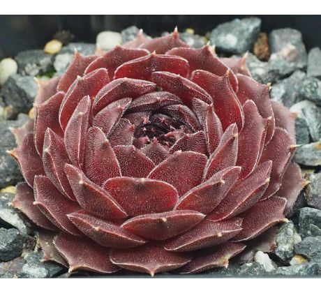Sempervivum PUDŘENKA