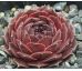 Sempervivum PUDŘENKA
