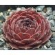 Sempervivum PUDŘENKA