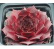 Sempervivum PUEBLO