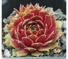 Sempervivum PURDY`S 50-5