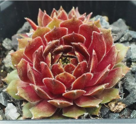Sempervivum PURDY`S 50-5