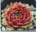 Sempervivum PURDY`S 50-5