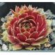 Sempervivum PURDY`S 50-5