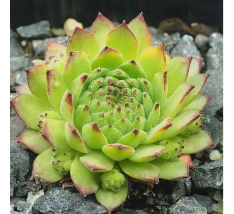 Sempervivum PEPPERMINT PETTY