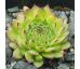 Sempervivum PEPPERMINT PETTY