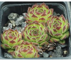 Sempervivum PETER LOTTER