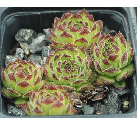 Sempervivum PETER LOTTER