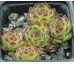 Sempervivum PETER LOTTER