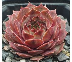 Sempervivum PIRI
