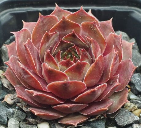 Sempervivum PIRI