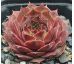 Sempervivum PIRI