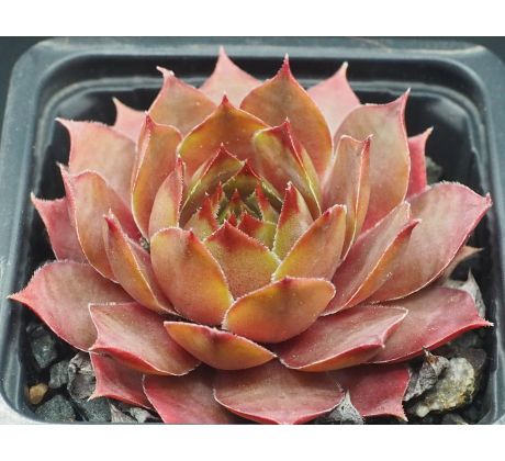 Sempervivum PURDY`S 50-6